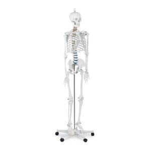 Model anatomiczny szkieletu człowieka 176 cm + Plakat anatomiczny 8 Model anatomiczny szkieletu człowieka 176 cm + Plakat anatomiczny - obrazek 2