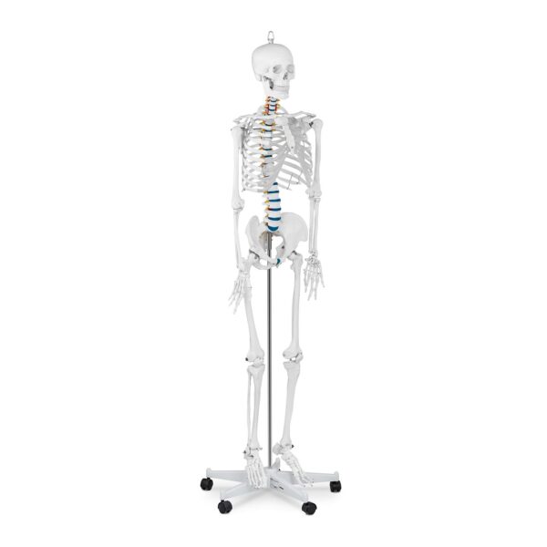 Model anatomiczny szkieletu człowieka 176 cm + Plakat anatomiczny 1 10040236 1