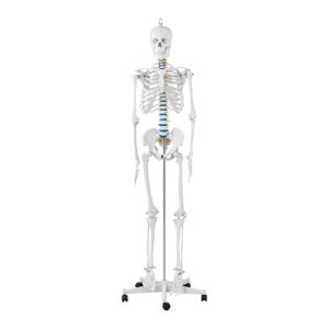 Model anatomiczny szkieletu człowieka 176 cm + Plakat anatomiczny 9 Model anatomiczny szkieletu człowieka 176 cm + Plakat anatomiczny - obrazek 3