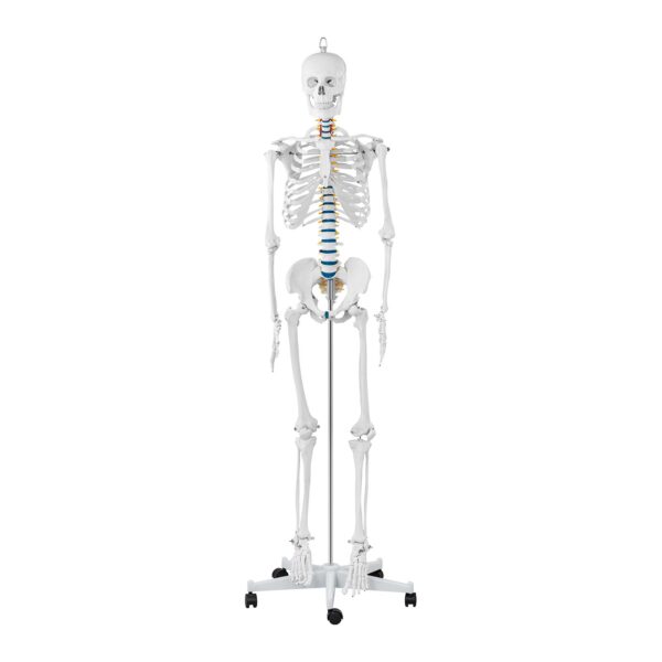 Model anatomiczny szkieletu człowieka 176 cm + Plakat anatomiczny 2 10040236 2