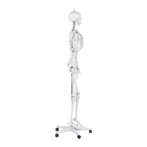 Model anatomiczny szkieletu człowieka 176 cm + Plakat anatomiczny 10 Model anatomiczny szkieletu człowieka 176 cm + Plakat anatomiczny - obrazek 4