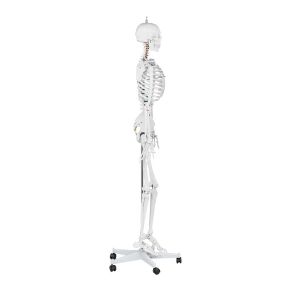 Model anatomiczny szkieletu człowieka 176 cm + Plakat anatomiczny 3 10040236 3