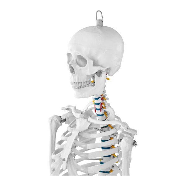 Model anatomiczny szkieletu człowieka 176 cm + Plakat anatomiczny 4 10040236 4