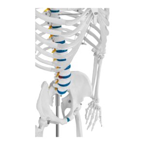 Model anatomiczny szkieletu człowieka 176 cm + Plakat anatomiczny 12 Model anatomiczny szkieletu człowieka 176 cm + Plakat anatomiczny - obrazek 6