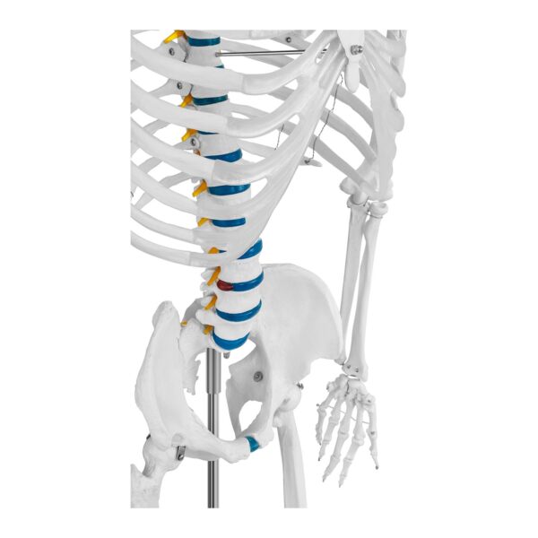 Model anatomiczny szkieletu człowieka 176 cm + Plakat anatomiczny 5 10040236 5