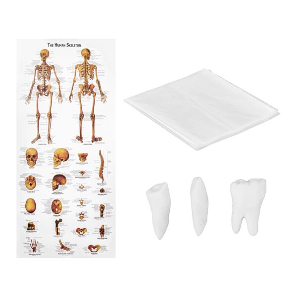 Model anatomiczny szkieletu człowieka 176 cm + Plakat anatomiczny 6 10040236 6