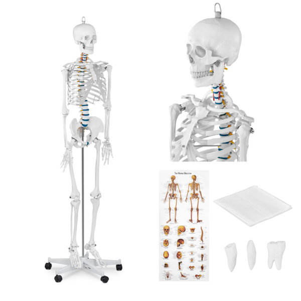 10040236-model-anatomiczny-szkieletu-czlowieka-176-cm-plakat-anatomiczny-hurtownia-sklep 10040236 model anatomiczny szkieletu czlowieka 176 cm plakat anatomiczny hurtownia sklep