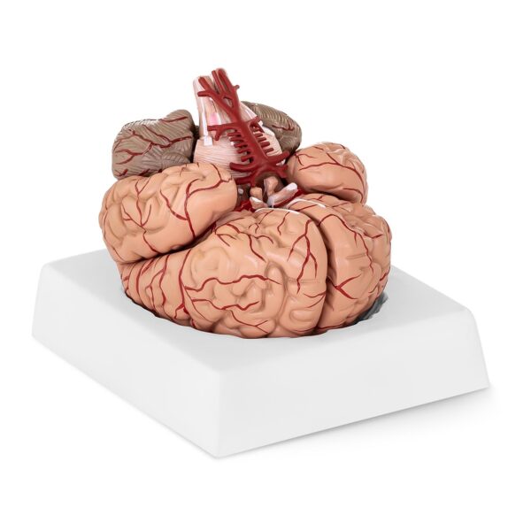 Model anatomiczny ludzkiego mózgu 9 elementów w skali 1:1 6 10040237 1
