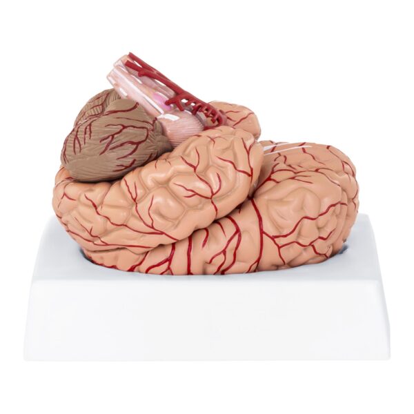 Model anatomiczny ludzkiego mózgu 9 elementów w skali 1:1 1 10040237 2