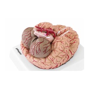 Model anatomiczny ludzkiego mózgu 9 elementów w skali 1:1 9 Model anatomiczny ludzkiego mózgu 9 elementów w skali 1:1 - obrazek 3