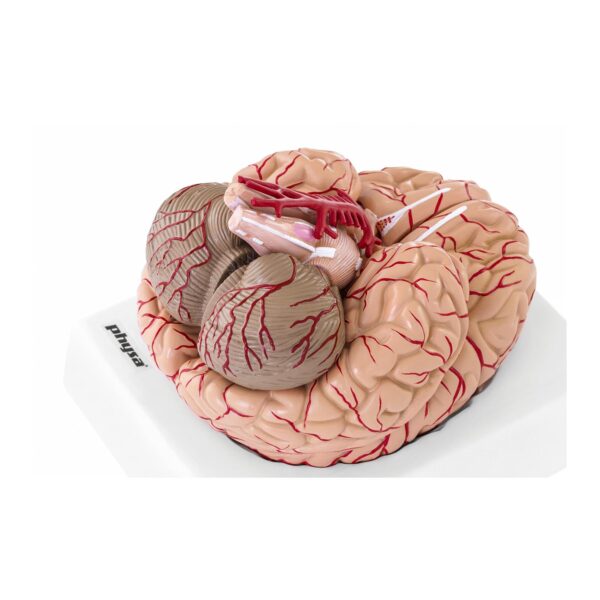 Model anatomiczny ludzkiego mózgu 9 elementów w skali 1:1 2 10040237 3