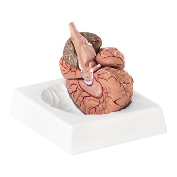 Model anatomiczny ludzkiego mózgu 9 elementów w skali 1:1 3 10040237 4
