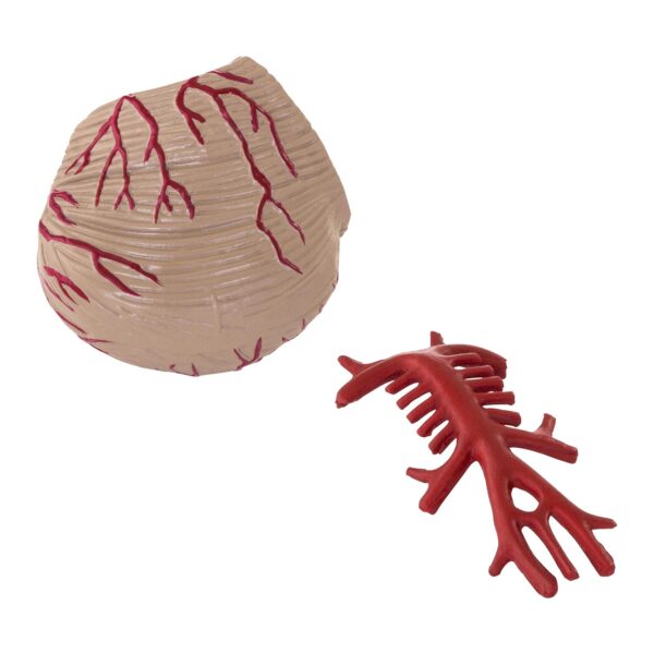 Model anatomiczny ludzkiego mózgu 9 elementów w skali 1:1 4 10040237 5