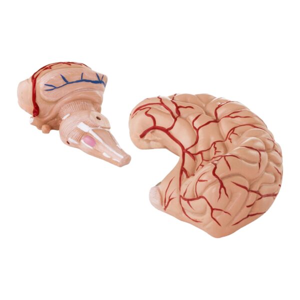 Model anatomiczny ludzkiego mózgu 9 elementów w skali 1:1 5 10040237 6