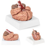 10040237 model anatomiczny ludzkiego mozgu 9 elementow w skali hurtownia sklep