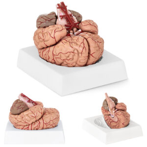 Model anatomiczny ludzkiego mózgu 9 elementów w skali 1:1 7 Model anatomiczny ludzkiego mózgu 9 elementów w skali 1:1 - obrazek 1