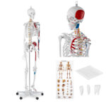 10040238 model anatomiczny ludzkiego szkieletu 180 cm plakat anatomiczny hurtownia sklep