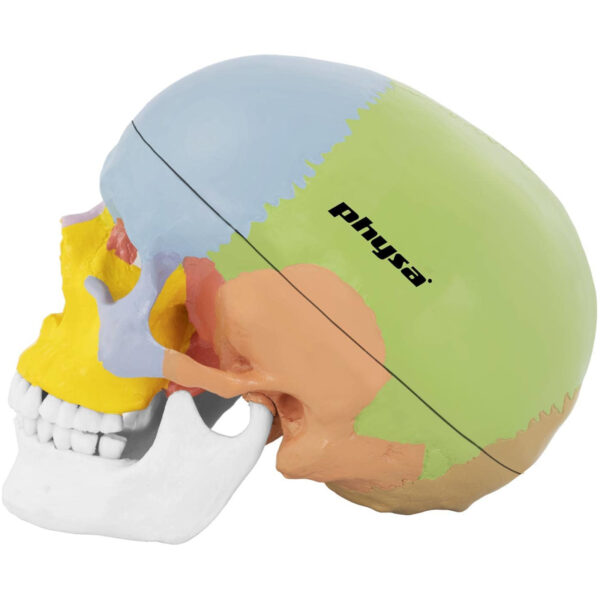 Model anatomiczny czaszki człowieka kolorowa w skali 1:1 + Zęby 3 szt. 1 10040239 11