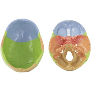 Model anatomiczny czaszki człowieka kolorowa w skali 1:1 + Zęby 3 szt. 7 Model anatomiczny czaszki człowieka kolorowa w skali 1:1 + Zęby 3 szt. - obrazek 3