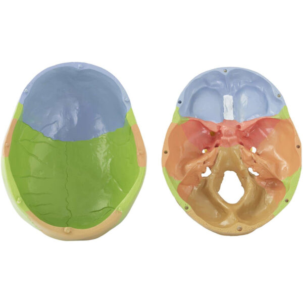 Model anatomiczny czaszki człowieka kolorowa w skali 1:1 + Zęby 3 szt. 2 10040239 12