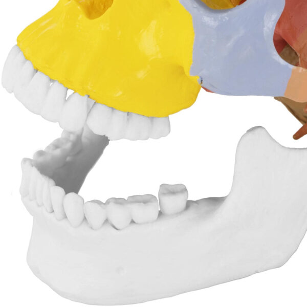 Model anatomiczny czaszki człowieka kolorowa w skali 1:1 + Zęby 3 szt. 3 10040239 13