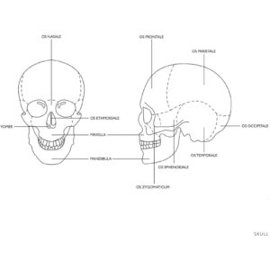 Model anatomiczny czaszki człowieka kolorowa w skali 1:1 + Zęby 3 szt. 9 Model anatomiczny czaszki człowieka kolorowa w skali 1:1 + Zęby 3 szt. - obrazek 5