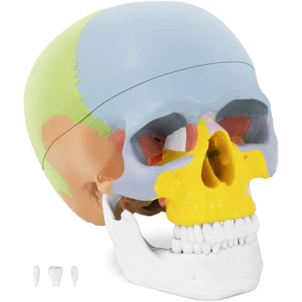 10040239-model-anatomiczny-czaszki-szlowieka-kolorowy-skala-1-1-zeby-hurtownia-dystrybutor 10040239 model anatomiczny czaszki szlowieka kolorowy skala 1 1 zeby hurtownia dystrybutor