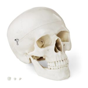 Model anatomiczny ludzkiej czaszki w skali 1:1 + Zęby 3 szt. 8 Model anatomiczny ludzkiej czaszki w skali 1:1 + Zęby 3 szt. - obrazek 2