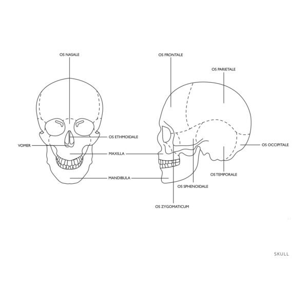 Model anatomiczny ludzkiej czaszki w skali 1:1 + Zęby 3 szt. 2 10040240 2