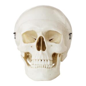 Model anatomiczny ludzkiej czaszki w skali 1:1 + Zęby 3 szt. 10 Model anatomiczny ludzkiej czaszki w skali 1:1 + Zęby 3 szt. - obrazek 4