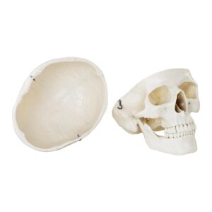 Model anatomiczny ludzkiej czaszki w skali 1:1 + Zęby 3 szt. 11 Model anatomiczny ludzkiej czaszki w skali 1:1 + Zęby 3 szt. - obrazek 5