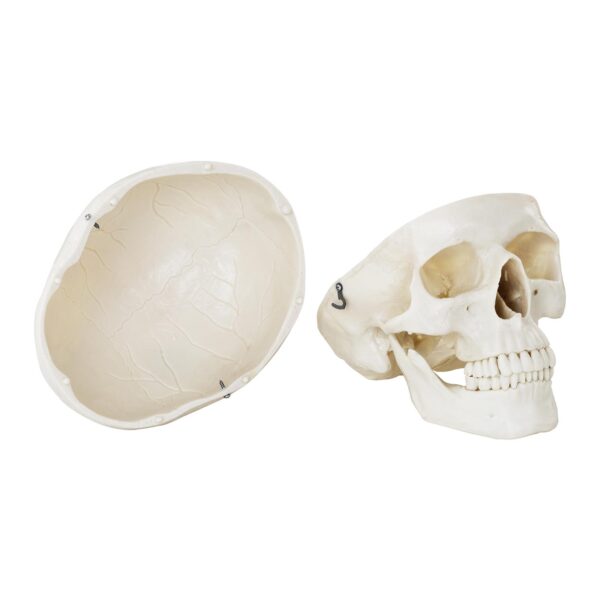 Model anatomiczny ludzkiej czaszki w skali 1:1 + Zęby 3 szt. 4 10040240 4