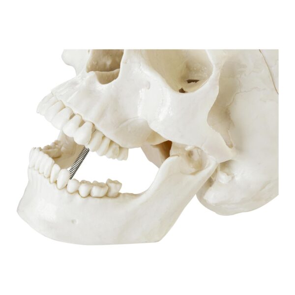 Model anatomiczny ludzkiej czaszki w skali 1:1 + Zęby 3 szt. 5 10040240 5