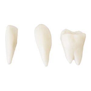Model anatomiczny ludzkiej czaszki w skali 1:1 + Zęby 3 szt. 13 Model anatomiczny ludzkiej czaszki w skali 1:1 + Zęby 3 szt. - obrazek 7