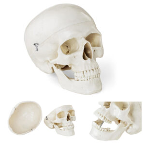 Model anatomiczny ludzkiej czaszki w skali 1:1 + Zęby 3 szt. 7 Model anatomiczny ludzkiej czaszki w skali 1:1 + Zęby 3 szt. - obrazek 1