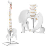 10040241 model anatomiczny ludzkiego kregoslupa z miednica meska 86 cm hurtownia sklep