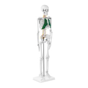 Model anatomiczny szkieletu człowieka 85 cm 7 Model anatomiczny szkieletu człowieka 85 cm - obrazek 2