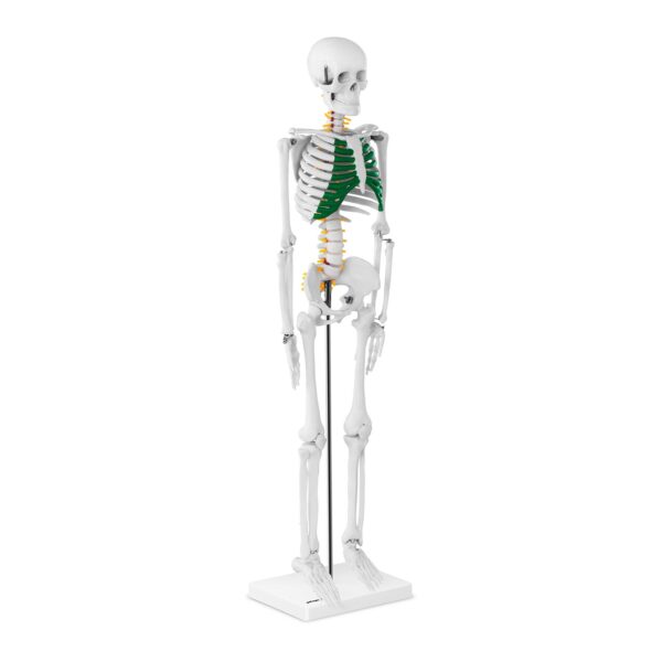 Model anatomiczny szkieletu człowieka 85 cm 1 10040243 1