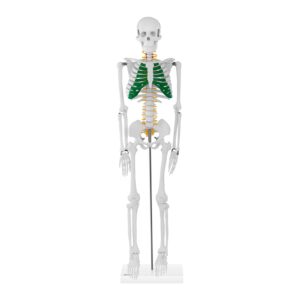 Model anatomiczny szkieletu człowieka 85 cm 8 Model anatomiczny szkieletu człowieka 85 cm - obrazek 3