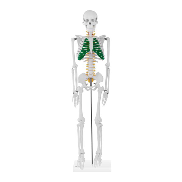 Model anatomiczny szkieletu człowieka 85 cm 2 10040243 2