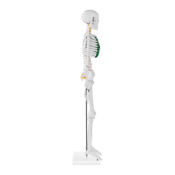 Model anatomiczny szkieletu człowieka 85 cm 3 10040243 3