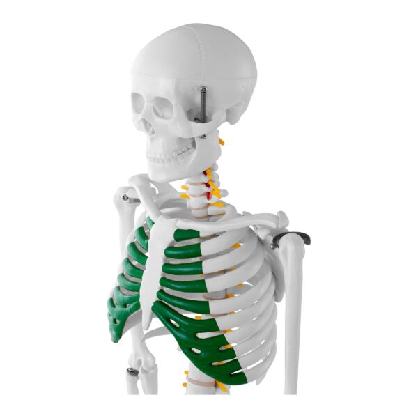 Model anatomiczny szkieletu człowieka 85 cm 4 10040243 4