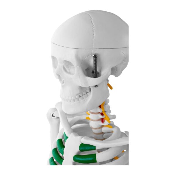 Model anatomiczny szkieletu człowieka 85 cm 5 10040243 5