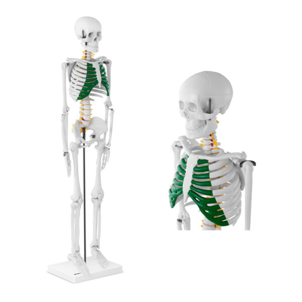 10040243-model-anatomiczny-szkieletu-czlowieka-85-cm-hurtownia-sklep 10040243 model anatomiczny szkieletu czlowieka 85 cm hurtownia sklep