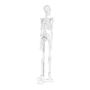 Model anatomiczny ludzkiego szkieletu 47 cm 6 Model anatomiczny ludzkiego szkieletu 47 cm - obrazek 2