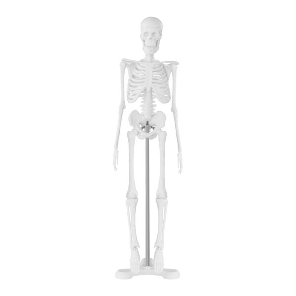 Model anatomiczny ludzkiego szkieletu 47 cm 2 10040244 2