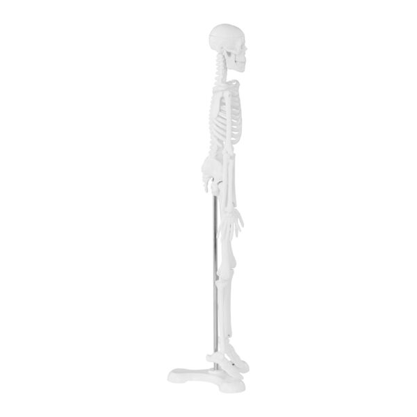 Model anatomiczny ludzkiego szkieletu 47 cm 3 10040244 3