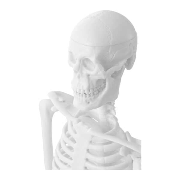 Model anatomiczny ludzkiego szkieletu 47 cm 4 10040244 4