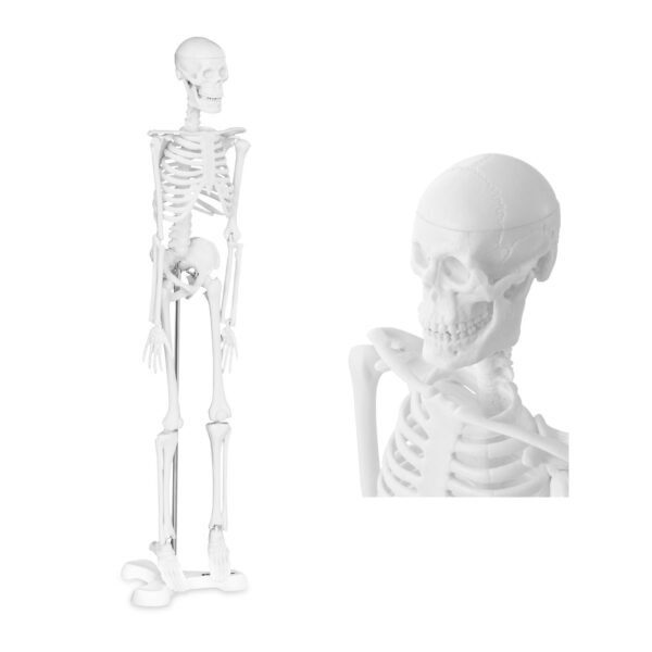 10040244-model-anatomiczny-ludzkiego-szkieletu-47-cm-hurtownia-sklep 10040244 model anatomiczny ludzkiego szkieletu 47 cm hurtownia sklep