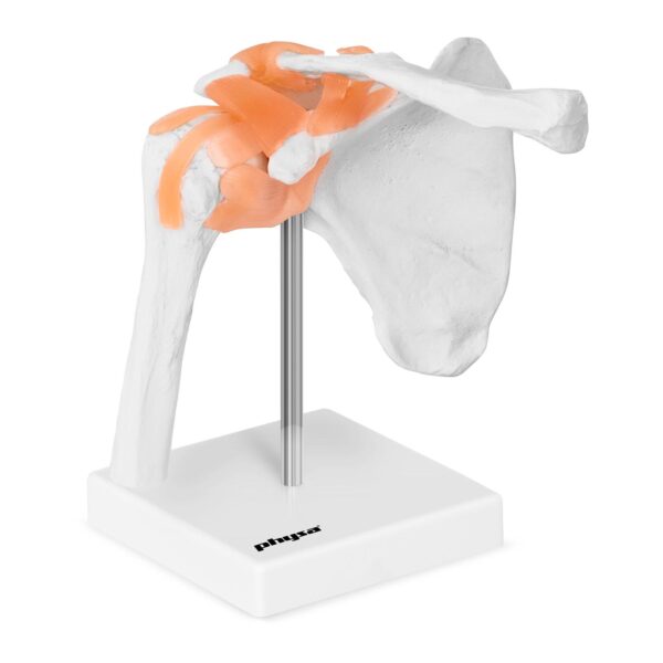 Model anatomiczny stawu barkowego w skali 1:1 4 10040245 1